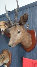 Beautiful Vintage taxidermy Deer Head, Fallow on Mounted Shield 