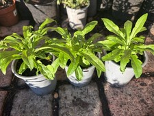 Wallflower Yellow- Garden