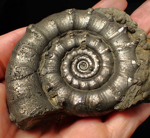 Huge spiny pyrite