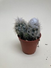 Oreocereus Celsianus Baby Hairy Old Man Cactus plant.