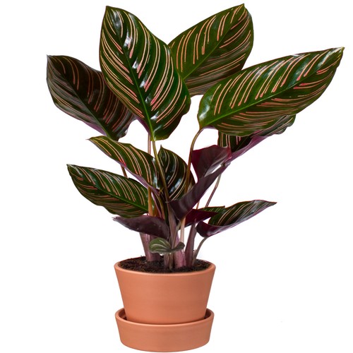 50cm calathea ornata - ornata, |