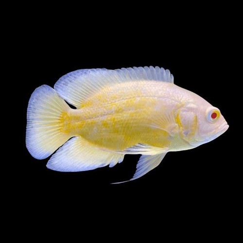 Lemon oscar astronotus - lemon, (astronotus