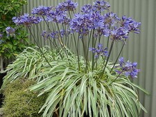 Agapanthus Gold Strike ®