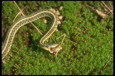 175017 Eastern Garter Snake