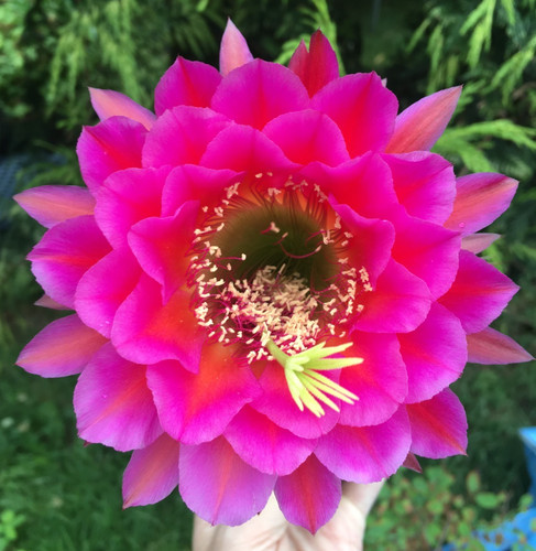 Fresh cactus seed x15 - cactus,