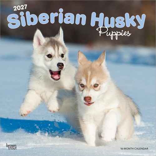 Siberian husky puppies - husky,