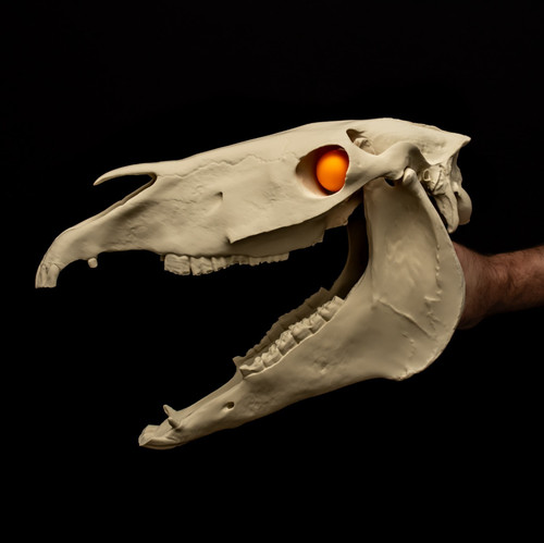 Mari lwyd skull replica welsh - mari,