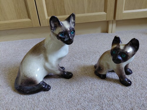 Winstanley siamese cat and - cat,