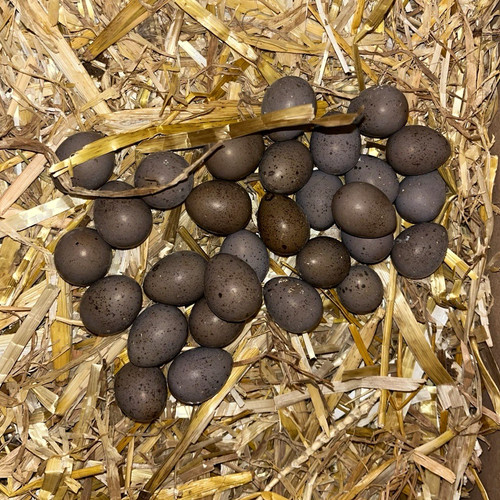 Free range chinese quail - free,