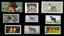 SHETLAND SHEEPDOG SHELTIE Dog Vintage Cigarette & Trade Cards x 9 all original