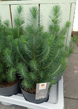Pinus pinea 'Silver Crest'