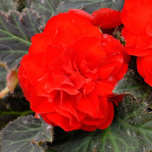 Begonia mocca bright cherry - begonia,