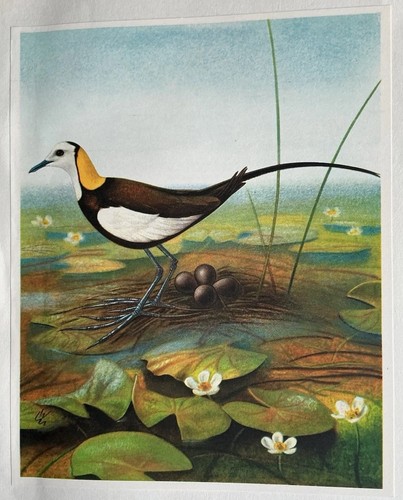 Bird print pheasant tailed - print:, pheasant-tailed
