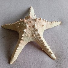 Large Natural Dried Knobby