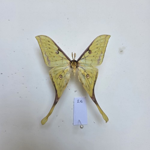 Golden moon moth - moon,