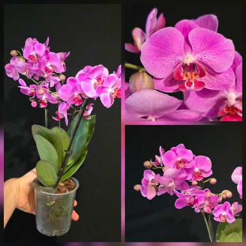 Phalaenopsis pink flower - phalaenopsis,