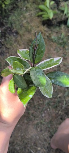Hoya rooted plants crimson - hoya,