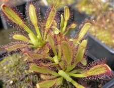 Drosera x “Hercules” (capensis alba x alicae) - Sundew - Carnivorous Plant