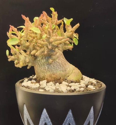 Adenium obesum wysiwyg - obesum, garden
