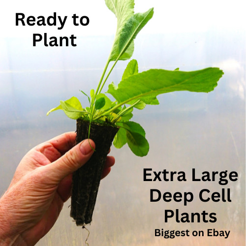 Horseradish plants pack - plants,