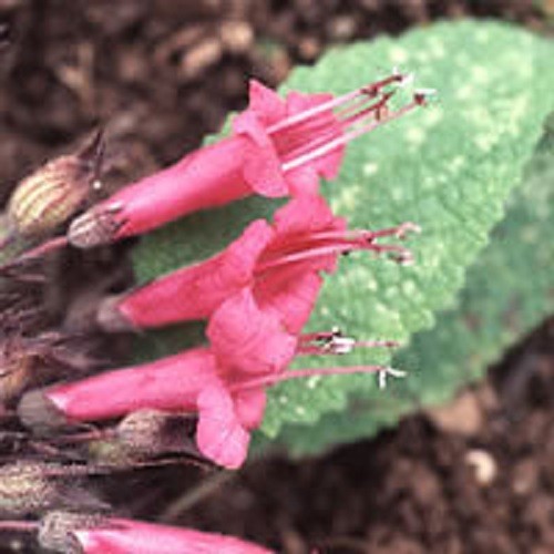 Lepechinia salviae very rare - lepechinia,