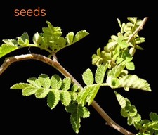 Bursera copallifera eeds - copallifera,