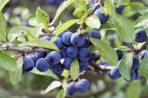 Sloes 1lb sloe berries - sloes,,