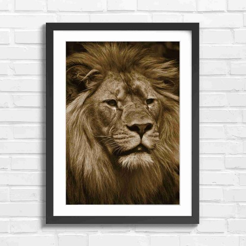 Majestic male lion portrait - lion,