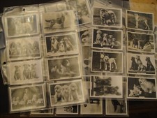 SET PEDIGREE DOGS AND PUPPIES SETTERS SPANIELS SHEEPDOG CORGI GRIFFONS BULLDOG