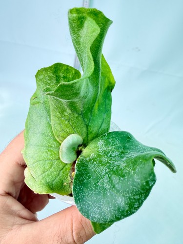 Platycerium elephantotis - platycerium,