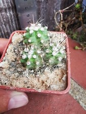 Echinocereus trichoglidatus 