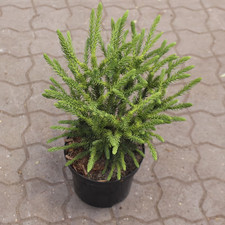 Cryptomeria japonica Dinger