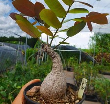 Phyllanthus mirabilis Random