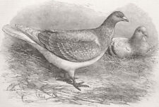 BELGIUM. The Antwerp Carrier Pigeon 1871 old antique vintage print picture