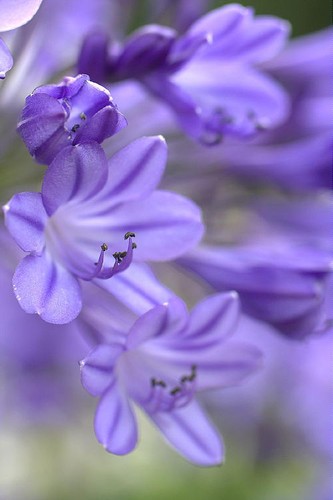 Agapanthus jacaranda bred - agapanthus,