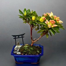 RHODODENDRON BONSAI TREE- FREE