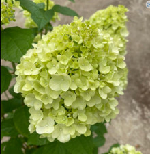Hydrangea Petite Cherry Plant