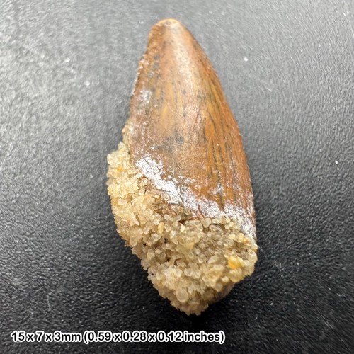 Genuine raptor dinosaur tooth