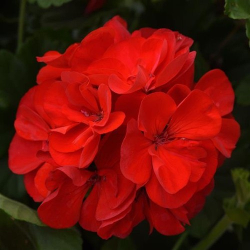 Geranium zonal sunrise - geranium,