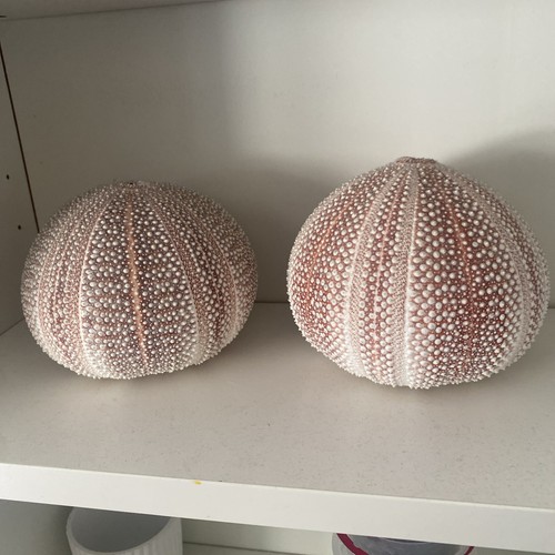 Large sea urchin - large, shell