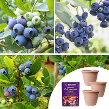 Blueberry Plants Collection, 3 Fruit Varieties with Planters & 60L Compost