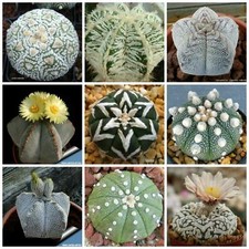 10 Astrophytum MIX Seeds