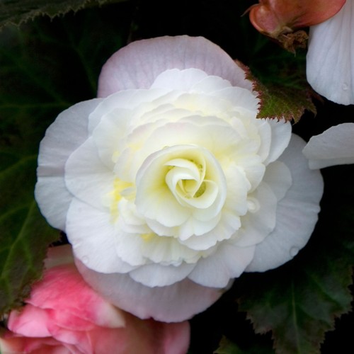 Begonia mocca bright - mocca,