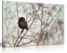 Autumn Owl In Tree Animal