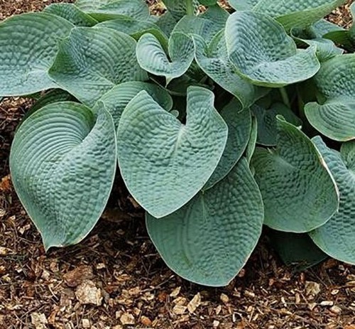 Hosta sieboldiana var elegans - sieboldiana,