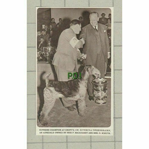 Riverina tweedsbairn dog miss - dog,