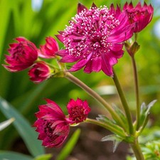 Astrantia Purple Happiness Plant in 9cm Pot - Masterwort Garden Ready Perennial