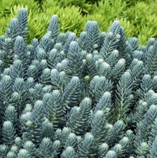 Sedum blue cushion plant plugs