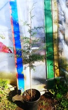 Arizona cypress / Cupressus