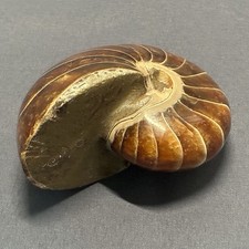 Polished nautilus fossil shell - polished,